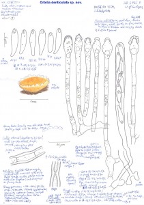 Orbilia-denticulata-HB-6725-1